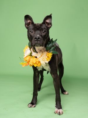 Tieson, Adult Male Pit Bull Terrier