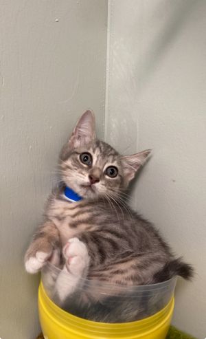 Splendib, Baby Male Domestic Short Hair