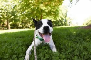 Meet Kyro Kyro is described as easy going gentle and friendly by volunteers He loves car rides a