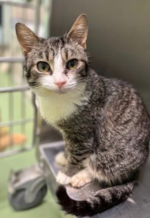 Cody Rhodes, Adult Male Domestic Short Hair