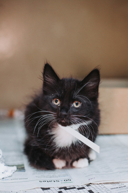 A Kenshi-petco West Ashley thumbnail 1