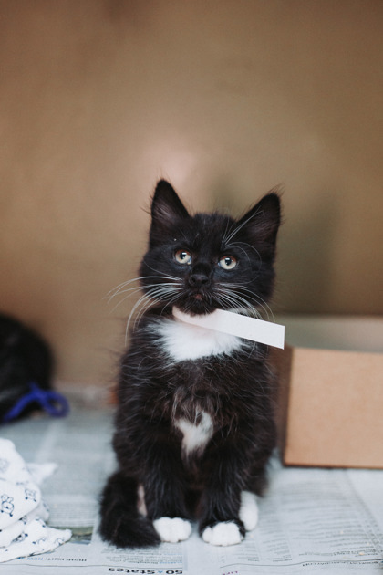 A Kenshi-petco West Ashley thumbnail 2