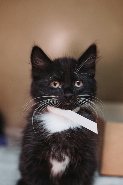A Kenshi-petco West Ashley thumbnail 3