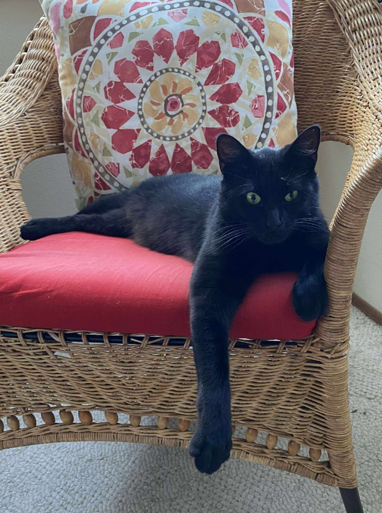 Cedar AKA Valdemort, an adoptable Domestic Short Hair in Gold Beach, OR, 97444 | Photo Image 1