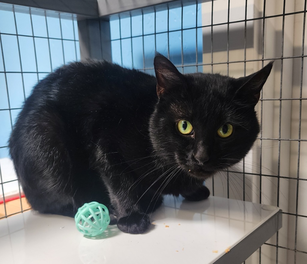 Cedar AKA Valdemort, an adoptable Domestic Short Hair in Gold Beach, OR, 97444 | Photo Image 2
