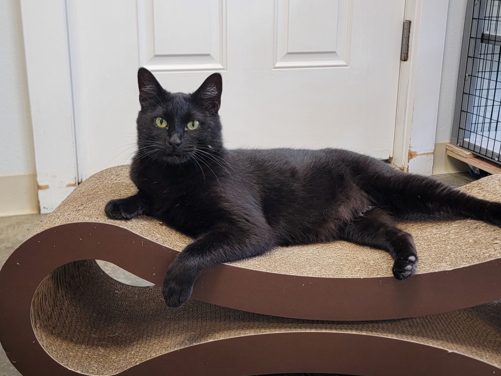 Cedar AKA Valdemort, an adoptable Domestic Short Hair in Gold Beach, OR, 97444 | Photo Image 3