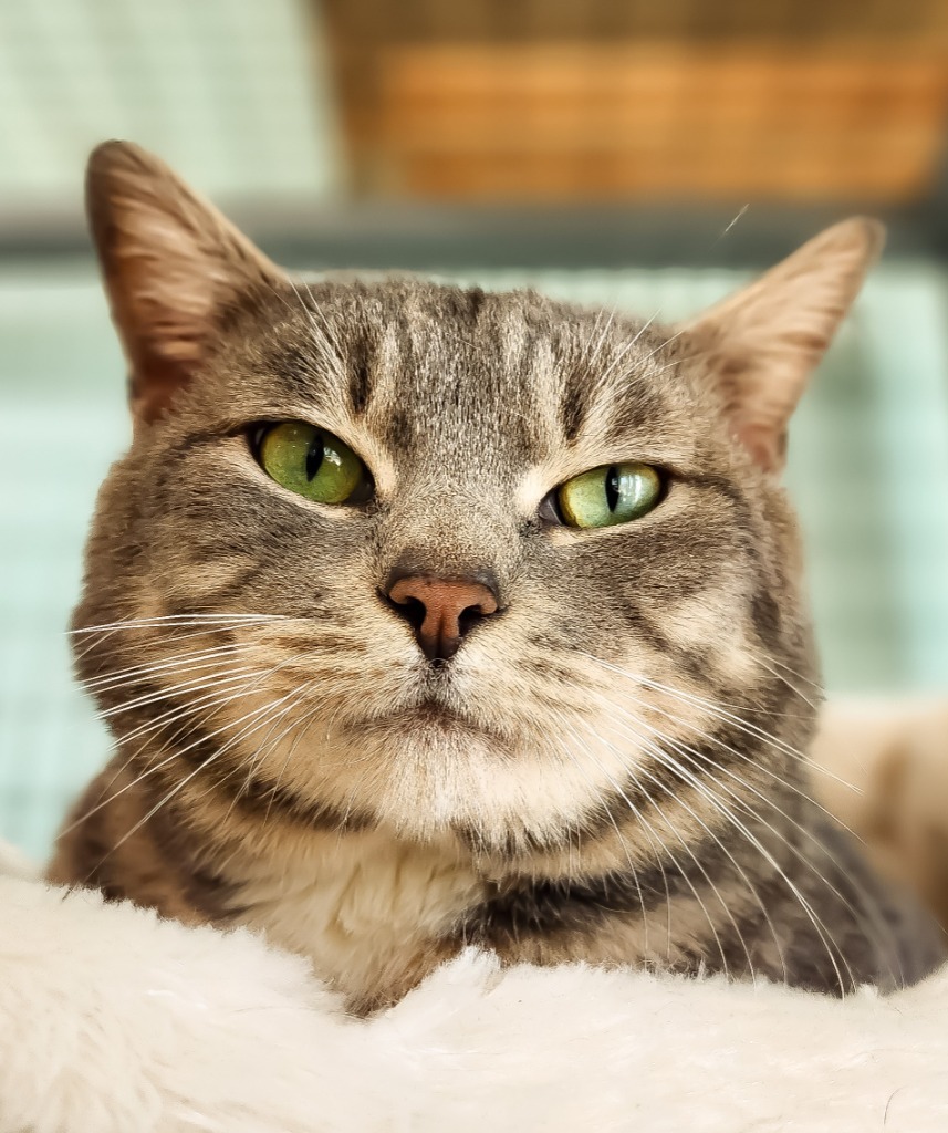 Dumbledore, an adoptable Domestic Short Hair in Gold Beach, OR, 97444 | Photo Image 1