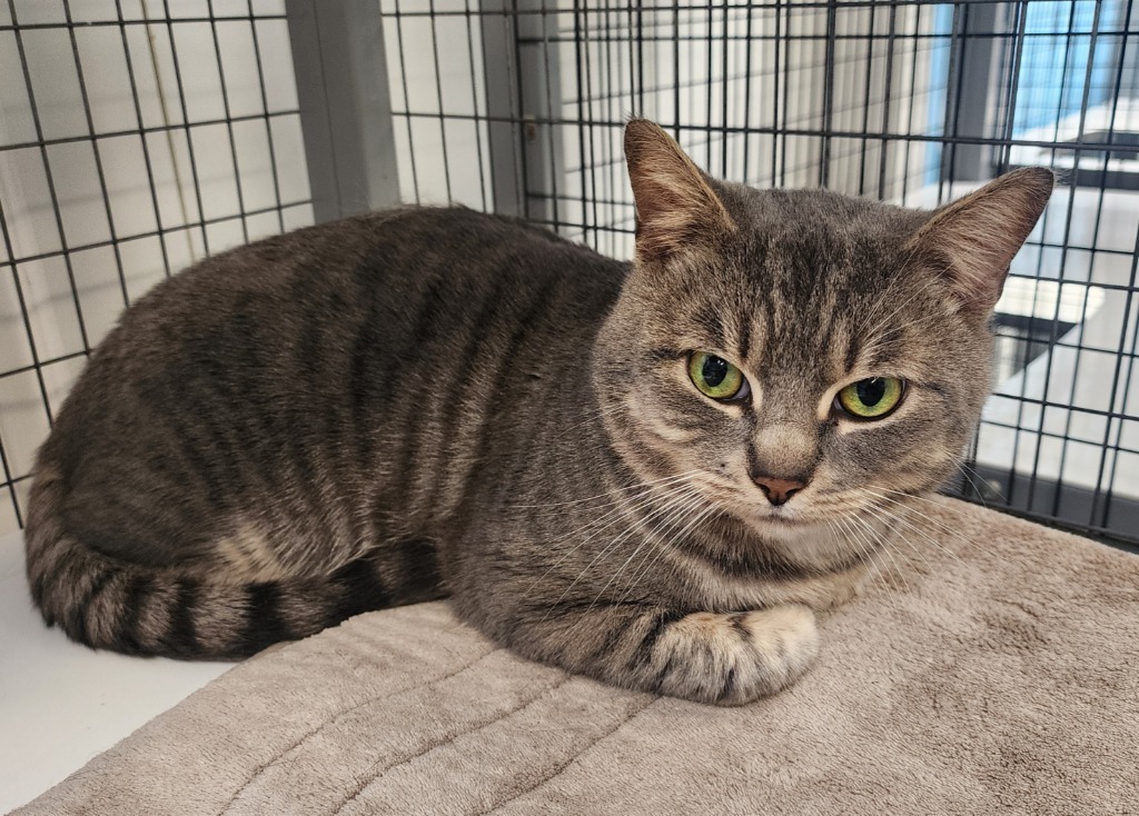 Dumbledore, an adoptable Domestic Short Hair in Gold Beach, OR, 97444 | Photo Image 2