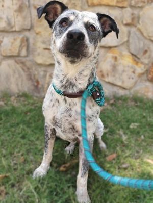 Cinch, Adult Male Cattle Dog