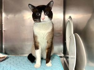 What my friends at ACC say about me Stormie was lying inside the litter box with large pupils and d