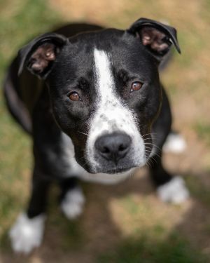 Cher, Adult Female Pit Bull Terrier