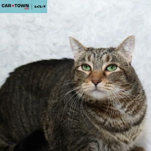Jasper, Adult Male Domestic Short Hair