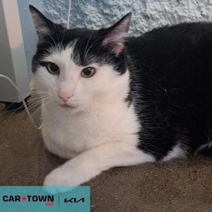 Rose, Adult Female Domestic Short Hair