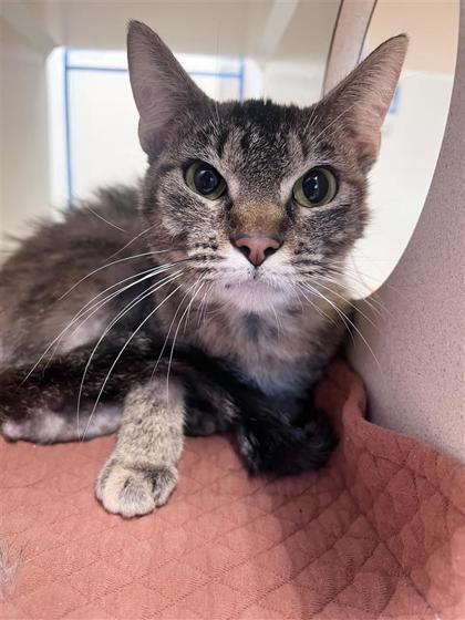 Princess, an adoptable Domestic Short Hair in Hutchinson, KS, 67504 | Photo Image 1