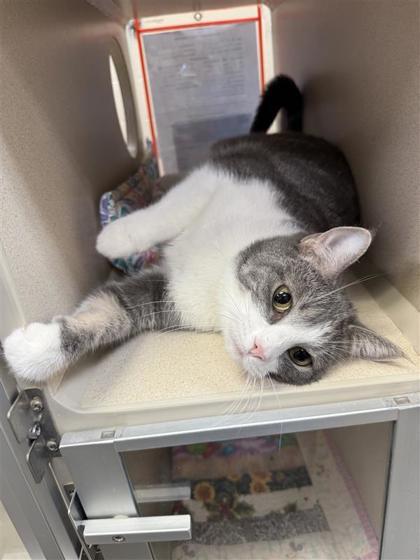 Honey Bee, an adoptable Domestic Short Hair in Hutchinson, KS, 67504 | Photo Image 1