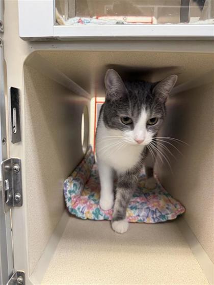Honey Bee, an adoptable Domestic Short Hair in Hutchinson, KS, 67504 | Photo Image 2