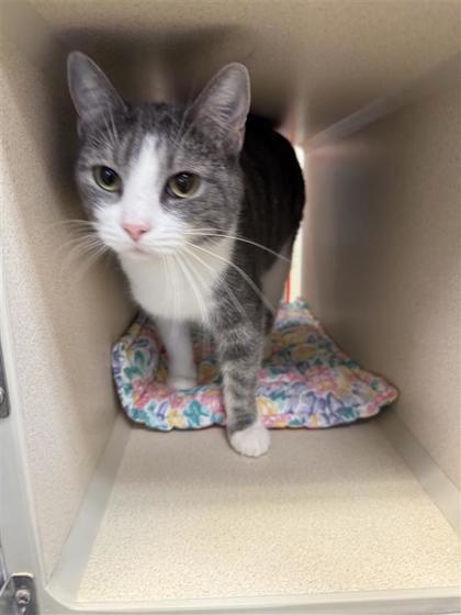 Honey Bee, an adoptable Domestic Short Hair in Hutchinson, KS, 67504 | Photo Image 3