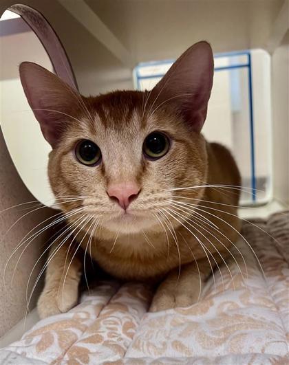 Prince, an adoptable Domestic Short Hair in Hutchinson, KS, 67504 | Photo Image 1