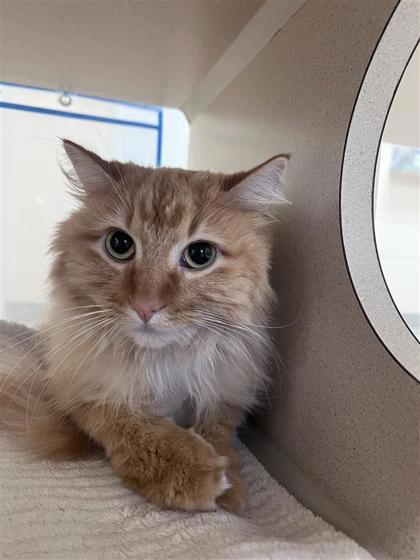Cassie, an adoptable Domestic Medium Hair, Domestic Short Hair in Hutchinson, KS, 67504 | Photo Image 1