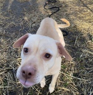 Pinky, Adult Female Mixed Breed