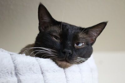 Zorro thumbnail 1