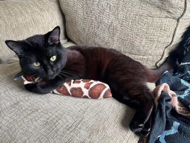 Diego