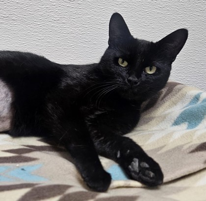 Salem