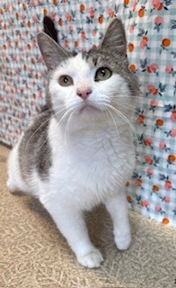Micah