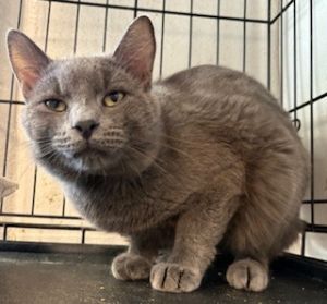 Spider, Adult Male Domestic Short Hair