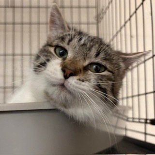 Linus