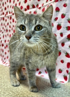Emily, Adult Female unknown