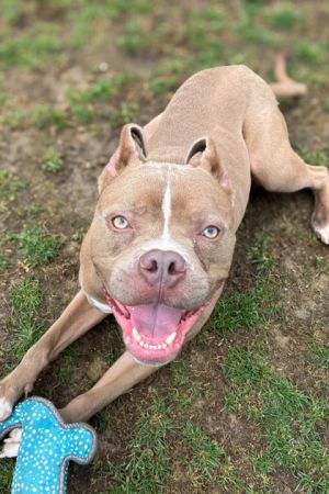 Choppa, Adult Male Mixed Breed