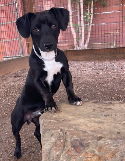 Kona