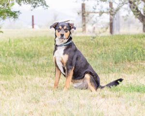 George, Adult Male Labrador Retriever