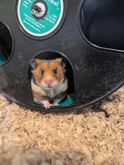 Biscuit
