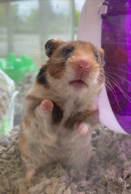 Biscuit