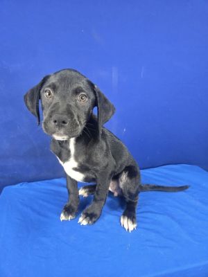 Whopper, Baby Female Mixed Breed