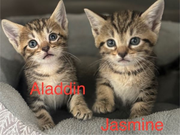 Aladdin thumbnail 1