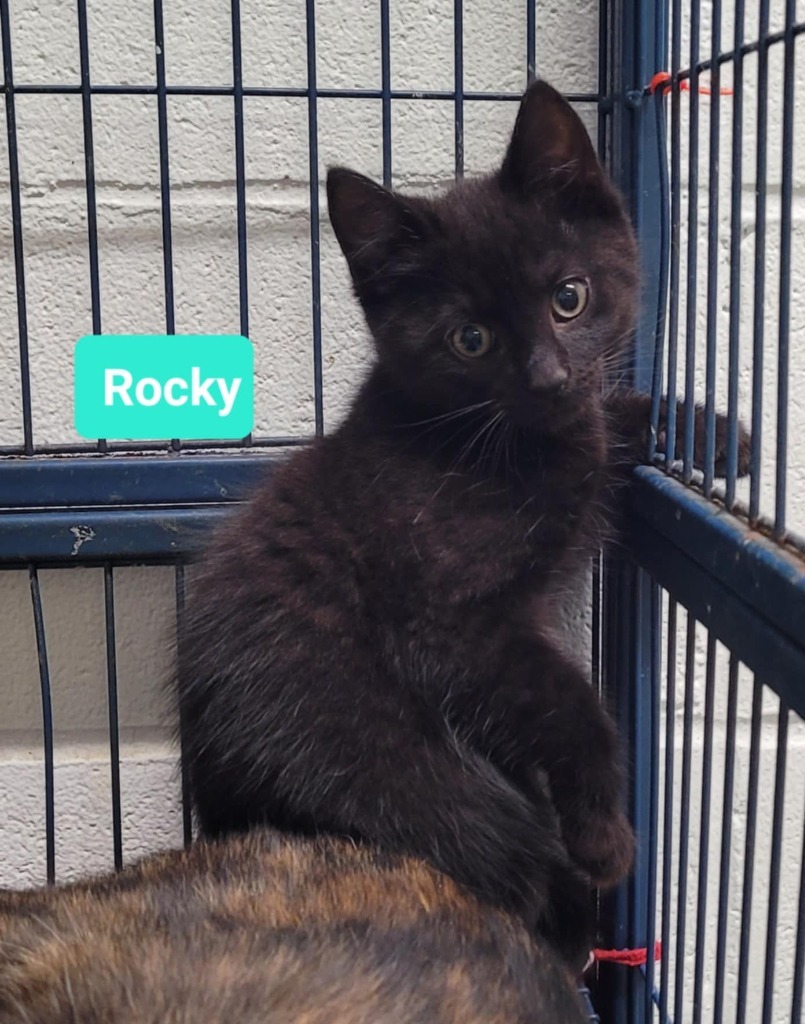 Rocky