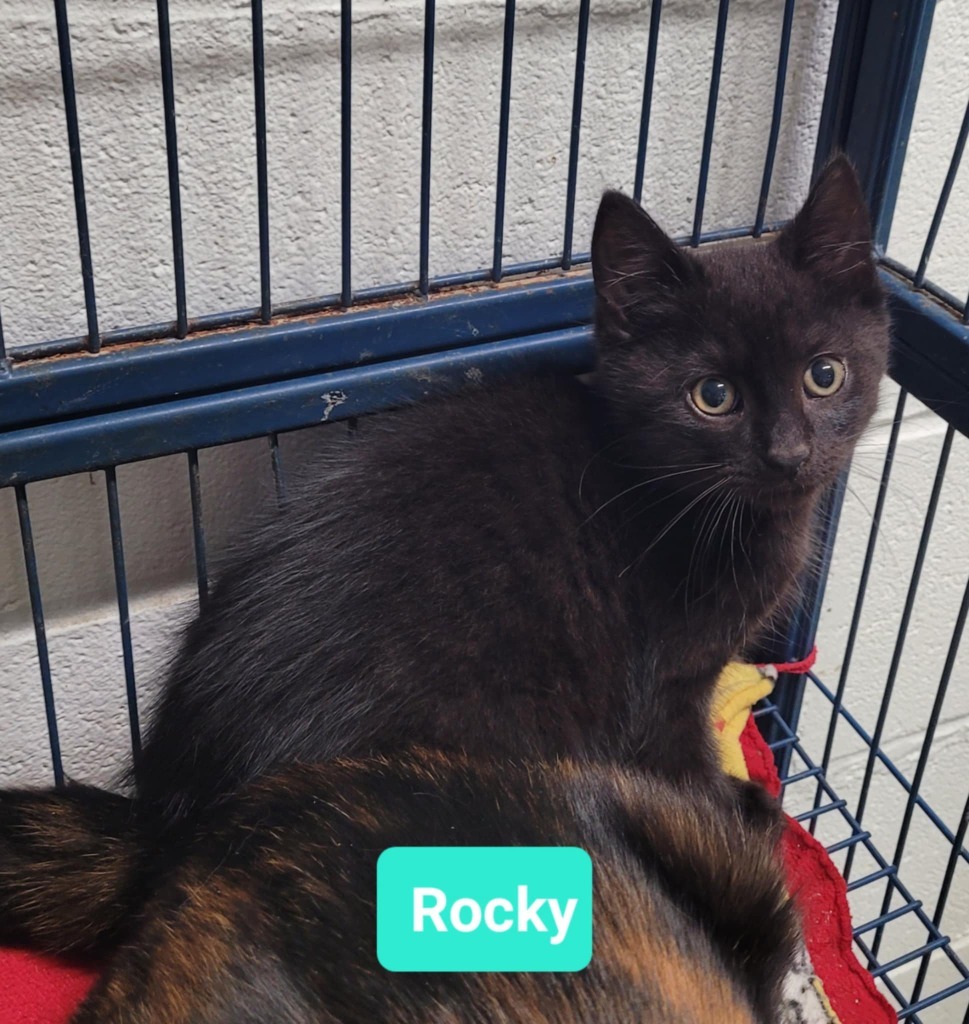 Rocky