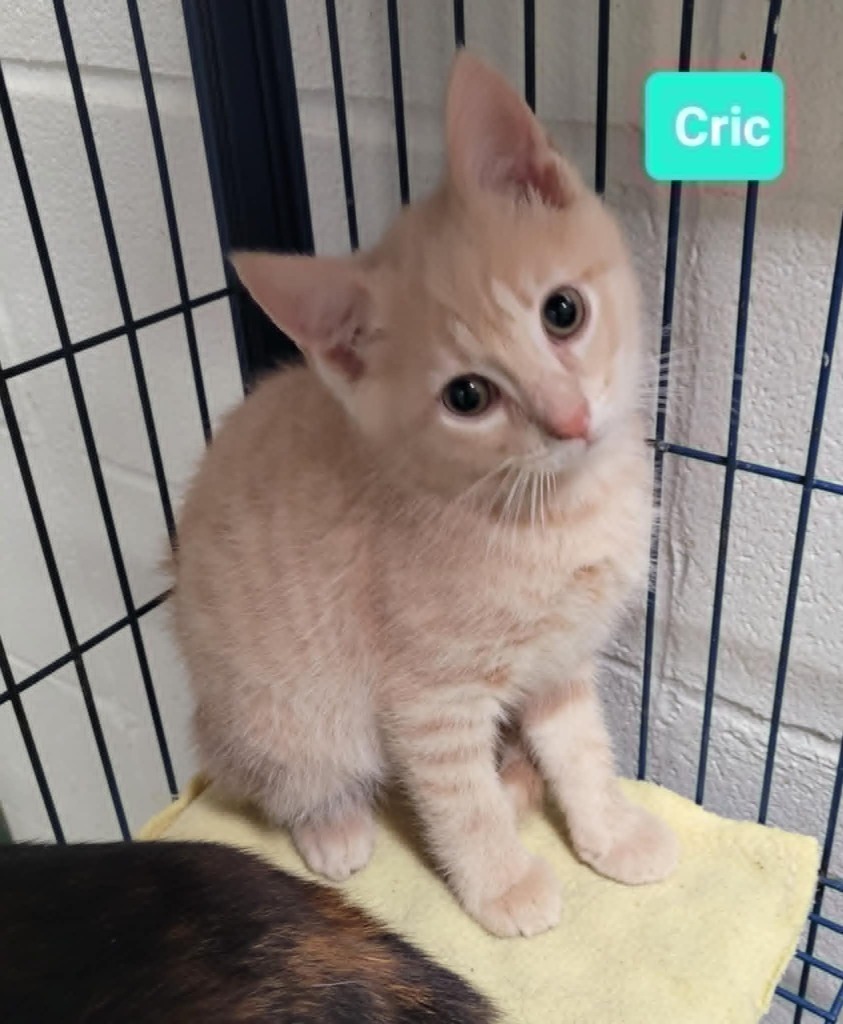 Cric