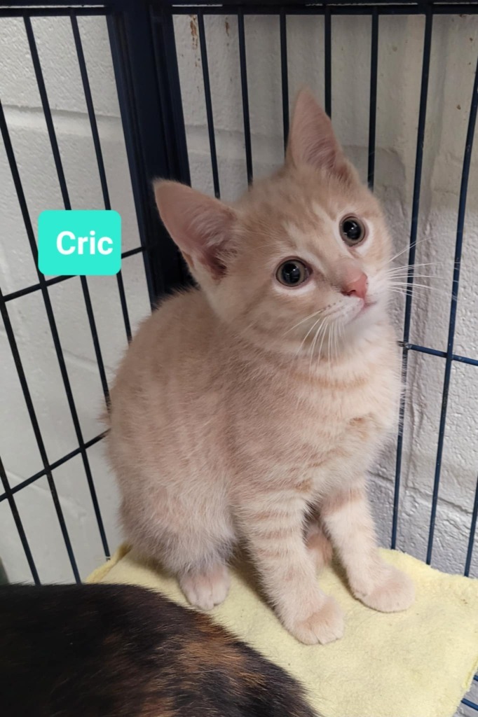 Cric