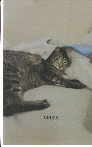 Chisisi, Young Male unknown