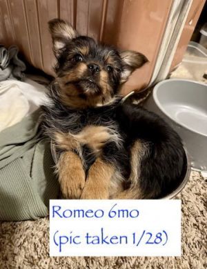 Thank you for checking out my bio please check back for an update My foster will update my informa