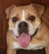 Milo photo 1