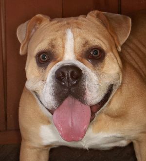 Milo, Adult Male unknown
