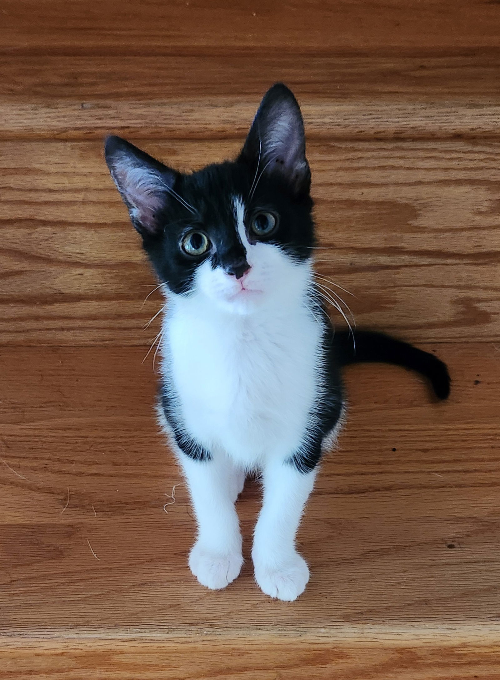 Chip