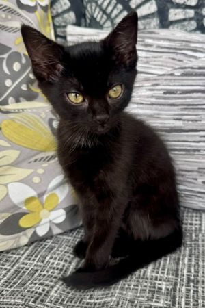 Fiona is a soft black girl kitten that is so loving and sweet She is so precious and will lay