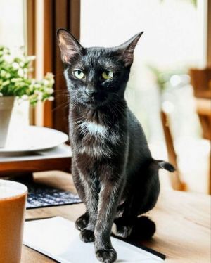 Meet Rosemary Shes a beautiful petite black female who just got done taking care of her babies and