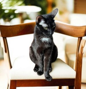 Meet Rosemary Shes a beautiful petite black female who just got done taking care of her babies and